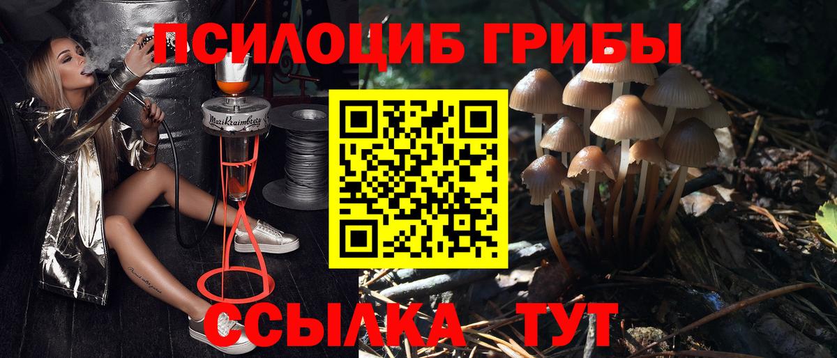 Галлюциногенные грибы Psilocybe Ржев